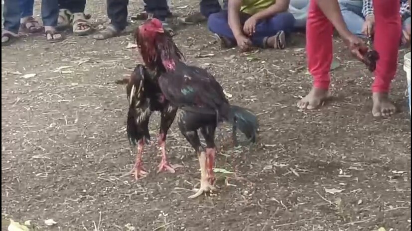 पोलिसांनी या झुंजीतील कोंबड्या, मोटार सायकल जप्त केल्या आहेत. तसंच झुंजीचं आयोजन करणाऱ्यांवर कारवाई करणार असल्याचं सांगितलं.