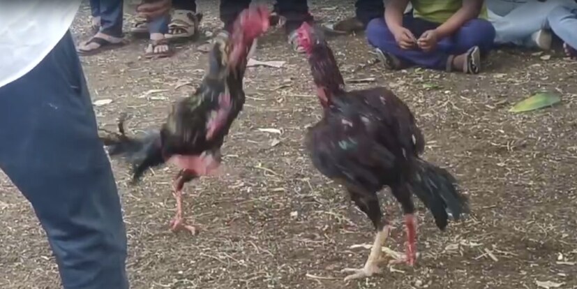 होसगौडर यांनी याबाबत मुरगूड पोलीस स्टेशनचे प्रभारी पोलीस निरीक्षक शिवाजी खारे यांना कॉल करून माहिती देऊन कारवाई करण्यास सांगितलं. पोलीस निरीक्षक शिवाजी खारेंनी त्यांच्या टीमसह घटनास्थळी छापा टाकला.