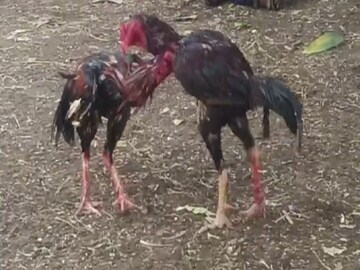 कोल्हापुरात 2 कोंबड्यांचं 'भांडण', सोडवायला गेले पोलीस, दोघांनाही घेतलं ताब्यात कोल्हापुरात 2 कोंबड्यांचं 'भांडण', सोडवायला गेले पोलीस, दोघांनाही घेतलं ताब्यात