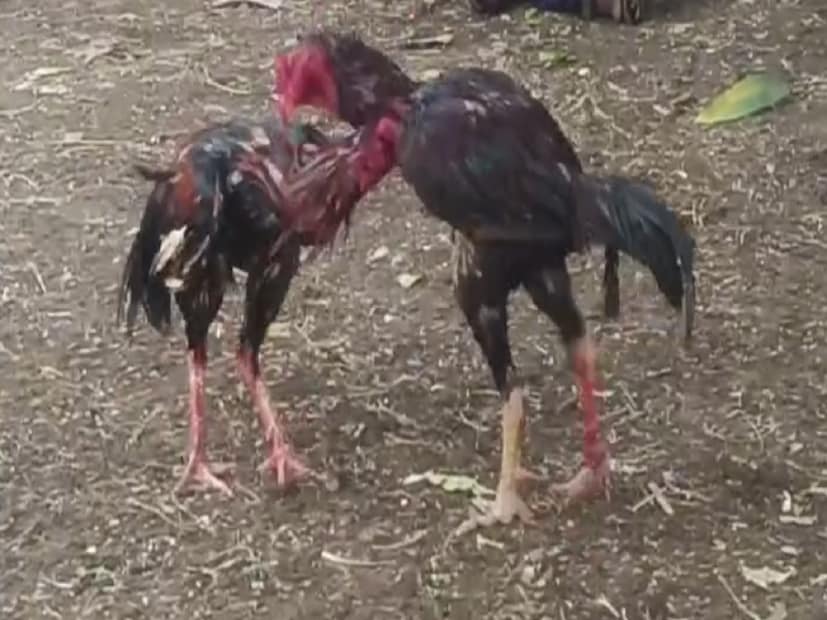 कोल्हापुरातील यामागे गावात कोंबड्यांची झुंज आयोजित करण्यात आली होती. सांगलीतील प्राणीमित्र संघटनेचे ॲड बसवराज होसगौडर यांना कोंबड्यांच्या या झुंजीबाबत गुप्त माहिती मिळाली. कोल्हापुरातील यामागे गावात कोंबड्यांची झुंज आयोजित करण्यात आली होती. सांगलीतील प्राणीमित्र संघटनेचे ॲड बसवराज होसगौडर यांना कोंबड्यांच्या या झुंजीबाबत गुप्त माहिती मिळाली.