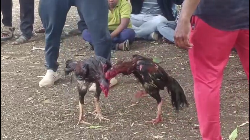 महाराष्ट्रात बऱ्याच ठिकाणी प्राण्यांची झुंज लावून, जिंकलेल्या प्राणीमालकास पैसे तसंच ट्रॉफी दिली जाते. यात मोठया प्रमाणावर बेकायदेशीर पैशाची उलाढाल होते. असं बेकायदेशीर कोणत्याही प्राण्यांची झुंज लावणं गंभीर गुन्हा असून कारवाई करावी म्हणून महाराष्ट्र प्राणी मित्र संघटना मागणी करत आहे.