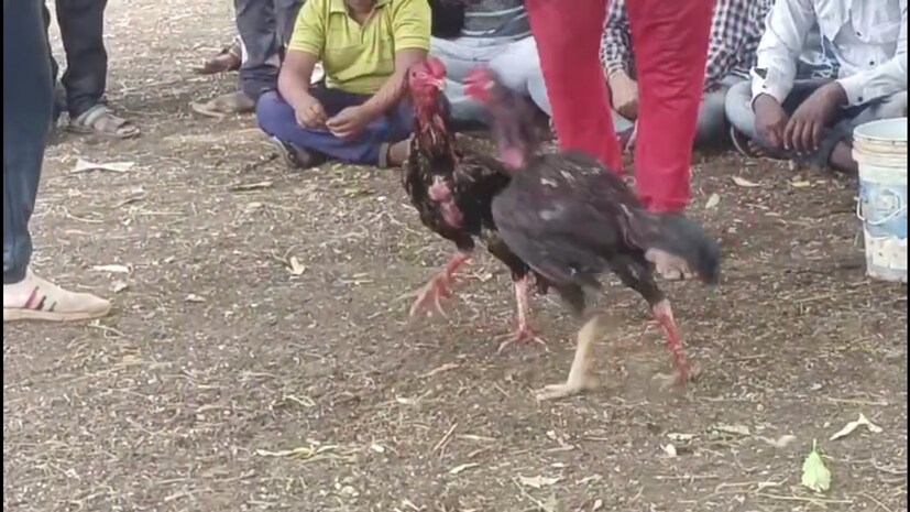 प्राणीमित्र ॲड बसवराज होसगौडर म्हणाले, अशा प्रकारे कोणत्याही प्राण्यांची झुंज लावणं प्राणी क्रूरता कायदा 1960 अंतर्गत गंभीर दखल पात्र गुन्हा आहे.  गुन्हा सिद्ध झाल्यानंतर 3 महिने शिक्षा आणि दंड आहे&quot;