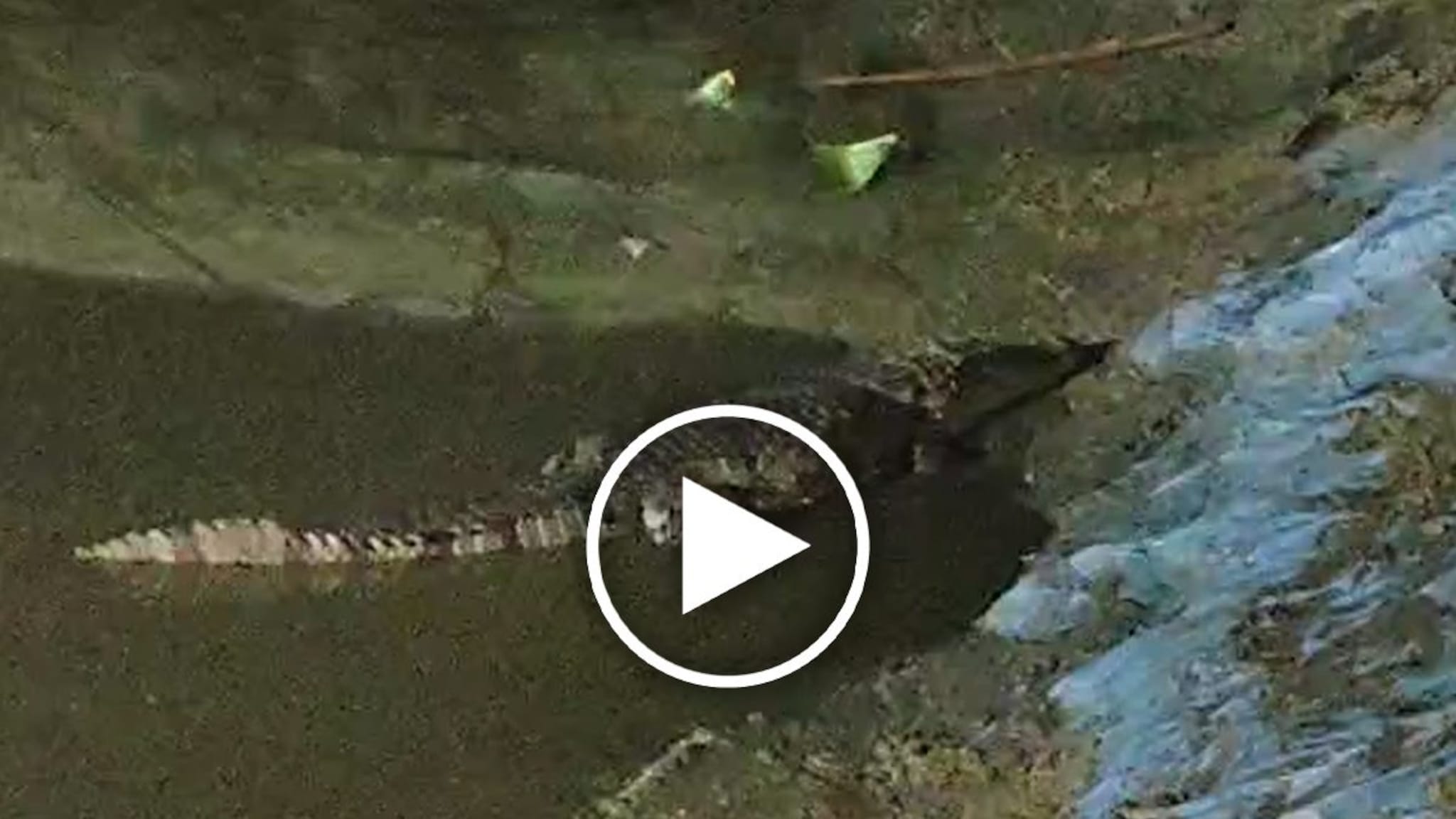 शेततळ्यात महाकाय मगर! 200 किलो वजन अन् 8 फूट लांब; वनखात्याच्या नाकी नऊ, Video