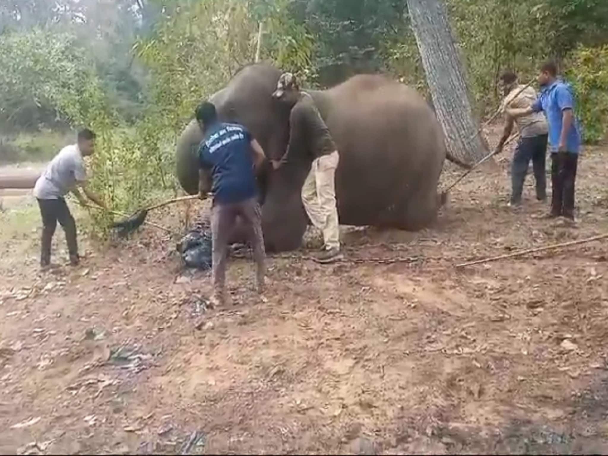 गडचिरोलीच्या हत्तींना मिळाली 12 दिवसांची हक्काची सुट्टी, कॅम्प राहणार बंद
