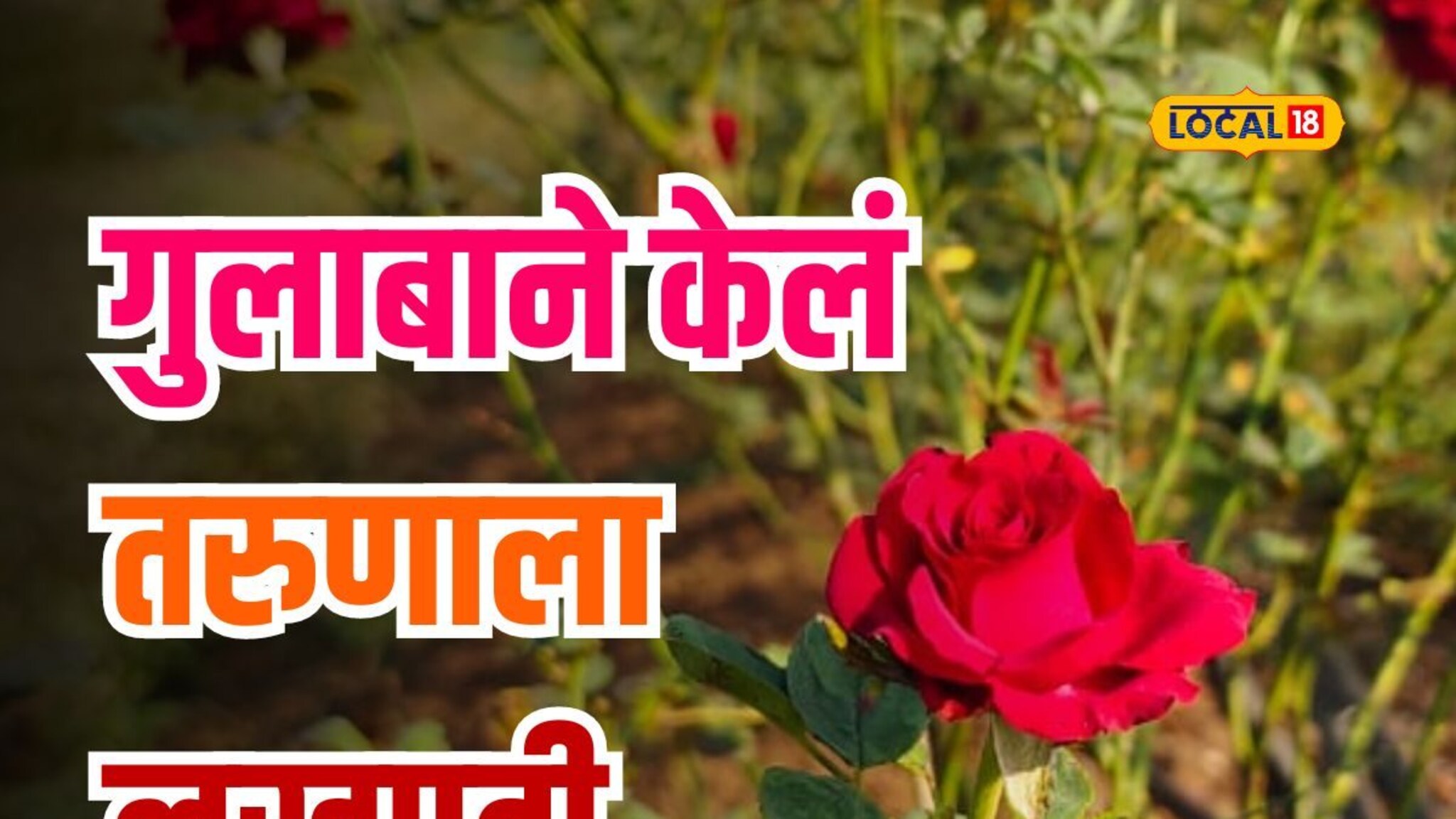 तरुणाची 30 गुंठे क्षेत्रामध्ये गुलाब शेती; आयटी कंपनीमध्ये मिळणाऱ्या पगारा पेक्षा जास्त मिळतोय उत्पन्न