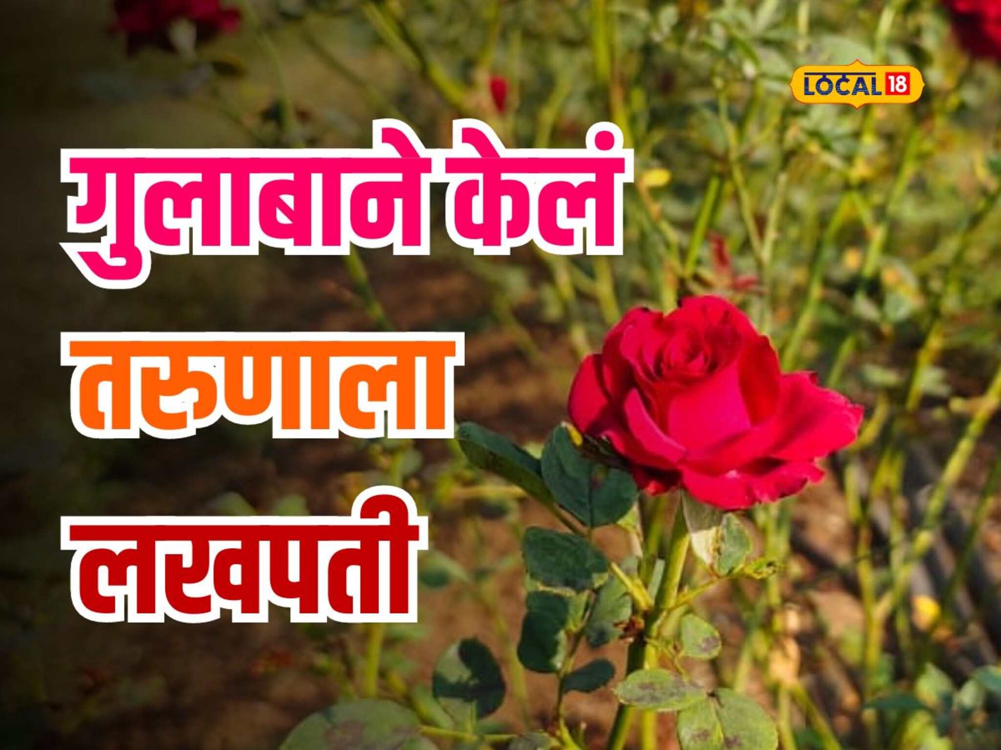 तरुणाची 30 गुंठे क्षेत्रामध्ये गुलाब शेती; आयटी कंपनीमध्ये मिळणाऱ्या पगारा पेक्षा जास्त मिळतोय उत्पन्न