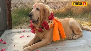 अनोख्या पद्धतीने या श्वानाला निरोप अनोख्या पद्धतीने या श्वानाला निरोप