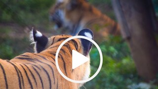 वाघाच्या हल्ल्याचा व्हिडीओ व्हायरल वाघाच्या हल्ल्याचा व्हिडीओ व्हायरल