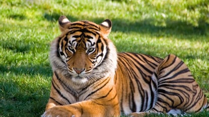 वाघ पाहून घाबरले पर्यटक (प्रतिकात्मक फोटो) वाघ पाहून घाबरले पर्यटक (प्रतिकात्मक फोटो)