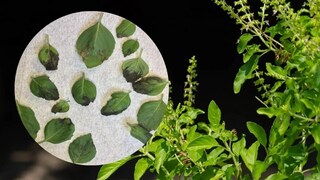 तुळशीची पान काळी पडू लागलीयेत? वापरा या टिप्स तुळस होईल हिरवीगार 
