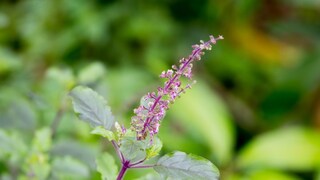 ज्या घरात तुळशीचं रोप असतं त्या घरात सुख-समृद्धी वास करते, असं ज्योतिष जाणकार सांगतात. तुम्ही आर्थिक टंचाईचा सामना करत असलात, तर तुळशीसंदर्भातले काही उपाय नक्की करून पाहा. हे उपाय नियमित केले तर तुमच्या घरात कधीच दारिद्र्य येणार नाही. तसंच घरात कायम सकारात्मकता राहील. हे उपाय कोणते आहेत, ते सविस्तर जाणून घेऊ या. 
