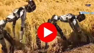 शेतात माणसांप्रमाणे काम करतोय रोबोट