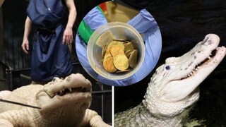 मगरीच्या पोटात सापडल्या मौल्यवान वस्तू