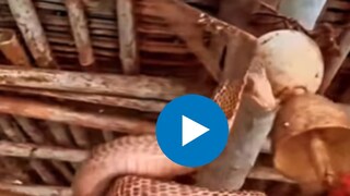 सीलिंग फॅनवर बसला होता भलामोठा किंग कोब्रा