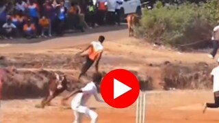  क्रिकेटच्या मैदानात घुसून बैलाची दहशत