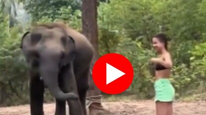 हत्तीसमोर मारत होती स्टाईल, पुढच्याच क्षणी तरुणीला उचलून फेकलं हत्तीसमोर मारत होती स्टाईल, पुढच्याच क्षणी तरुणीला उचलून फेकलं