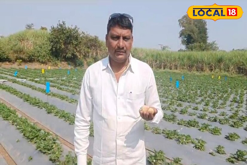  पण  वाई फुलेनगर येथील प्रयोगशील शेतकरी उमेश खामकर यांनी अर्ध्या एकरामध्ये चक्क पांढऱ्या स्ट्रॉबेरीची लागवड केली आहे. विशेष म्हणजे पांढरी स्ट्रॉबेरी विकायला सुरुवात देखील केली आहे.