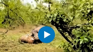 रानडुक्कर आणि बिबट्याची झुंज, 1 मिनिट 17 सेकंद राहिले लढत रानडुक्कर आणि बिबट्याची झुंज, 1 मिनिट 17 सेकंद राहिले लढत