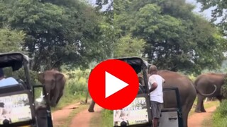 जंगलात गाडी पाहून हत्ती भडकला