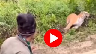 जंगल सफारीदरम्यान पर्यटकांच्या गाडीसमोर आला वाघ