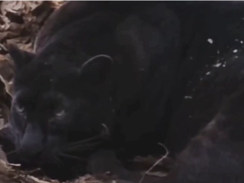 सिंधुदुर्ग जिल्ह्यात ब्लॅक पँथरचं दर्शन झालं आहे. दोडामार्ग तालुक्यातील तिलारी खोऱ्यात हा दुर्मिळ ब्लॅक पँथर आढळून आला आहे. सिंधुदुर्ग जिल्ह्यात ब्लॅक पँथरचं दर्शन झालं आहे. दोडामार्ग तालुक्यातील तिलारी खोऱ्यात हा दुर्मिळ ब्लॅक पँथर आढळून आला आहे.