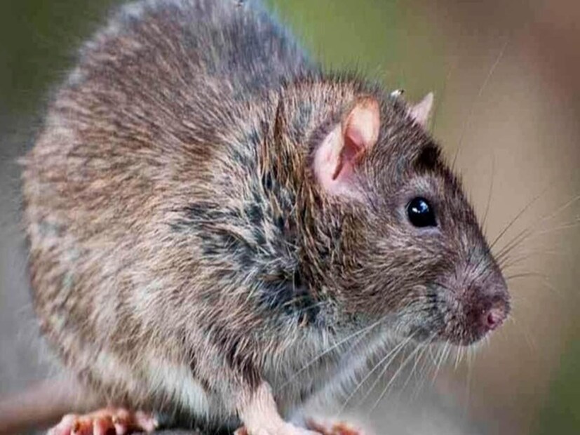 हे कंपाऊंड उंदरांमध्ये तणाव निर्माण करते. अभ्यासात असे दिसून आले आहे की केळीमध्ये एन-पेंटाइल संयुगे आढळतात. त्यामुळे नर उंदरांना केळीची भीती वाटते. केळी दिसल्यावर उंदीर पळून जातात. आता तुम्ही तुमच्या घरातील नर उंदीर दूर करण्यासाठी केळी वापरू शकता.