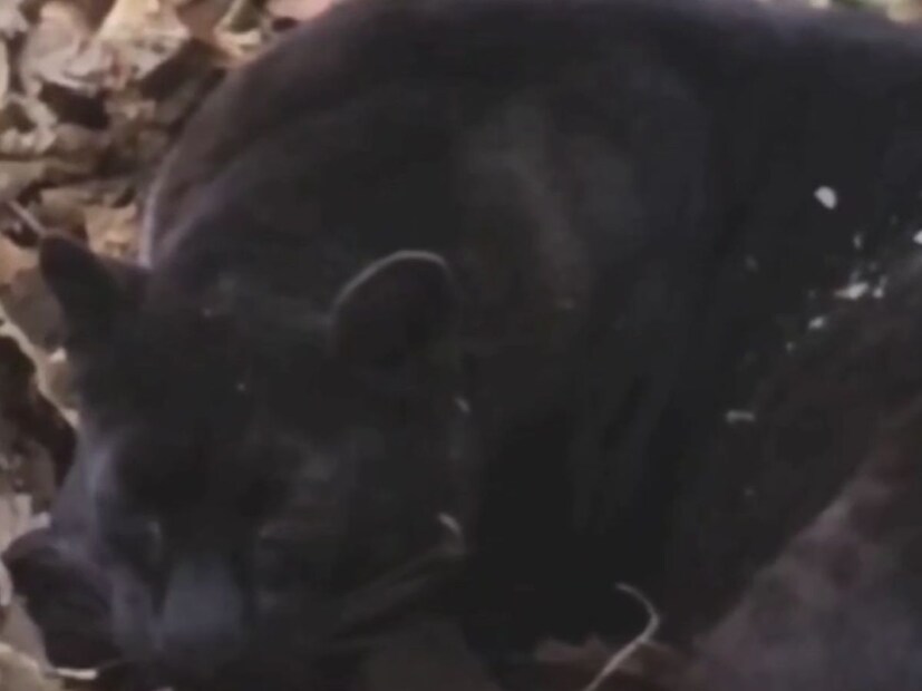 ब्लॅक पँथर तिलारीच्या घनदाट जंगलातील दाट झाडीत निवांत पडून होता, मात्र चाहूल लागताच तो त्या जागेवरून निघून गेला. 