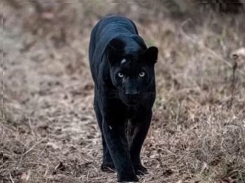 ब्लॅक पँथर दिसंनं तशी दुर्मिळ घटना आहे. मात्र सिंधुदुर्ग जिल्ह्यातील दोडामार्ग तालुक्यातील तिलारीच्या खोऱ्यात त्याचा वावर असल्याचं समोर आलं आहे. 