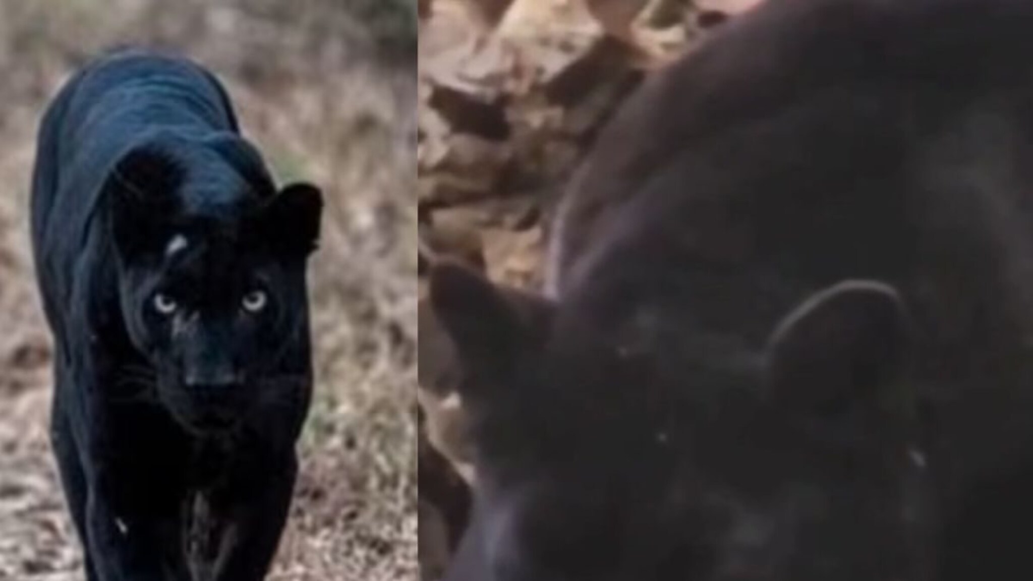 सिंधुदुर्गमध्ये आढळला दुर्मिळ ब्लॅक पँथर, पाहा खास photos