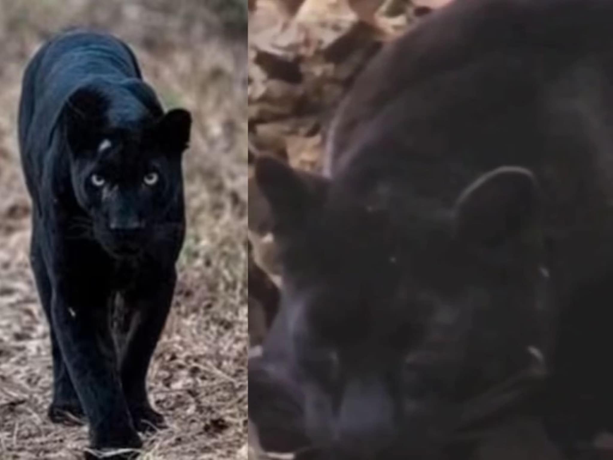 सिंधुदुर्गमध्ये आढळला दुर्मिळ ब्लॅक पँथर, पाहा खास photos