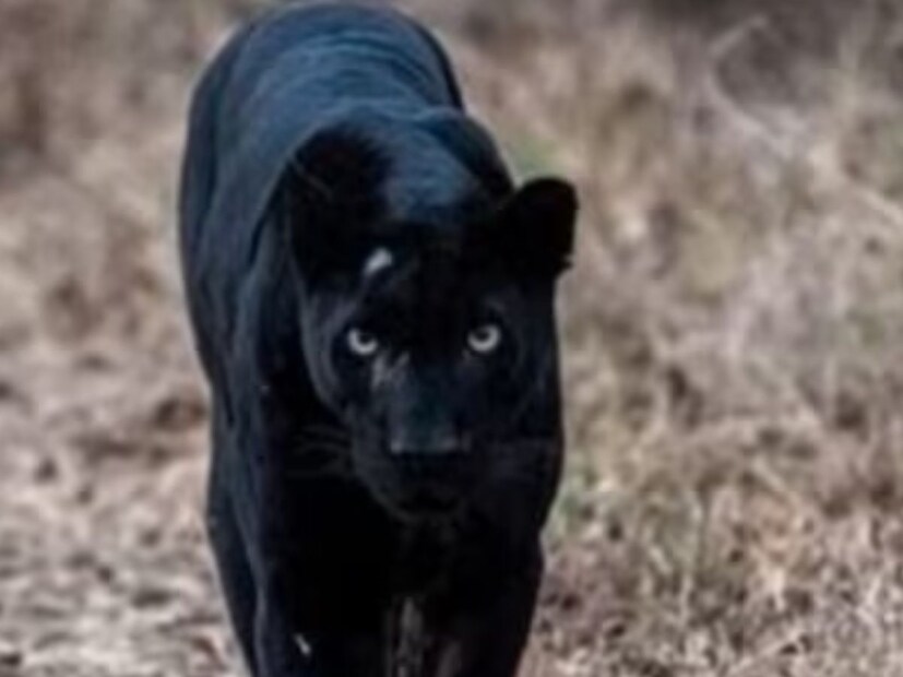 दरम्यान तिलारीचं हे जंगल जैवविविधतेनं समृद्ध असून, इथे इतरही अनेक प्राणी आढळून येतात. 