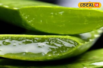 उन्हाळ्यात केसाच्या समस्यांचं टेन्शन सोडा, कोरफडीचा हा रामबाण उपाय ट्राय करा