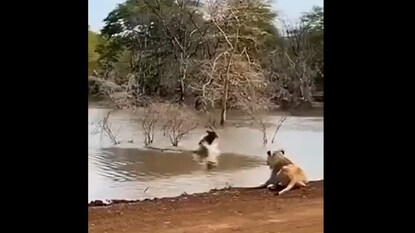 फोटो - सोशल मीडिया व्हिडीओ ग्रॅब