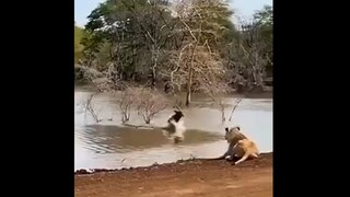 फोटो - सोशल मीडिया व्हिडीओ ग्रॅब फोटो - सोशल मीडिया व्हिडीओ ग्रॅब