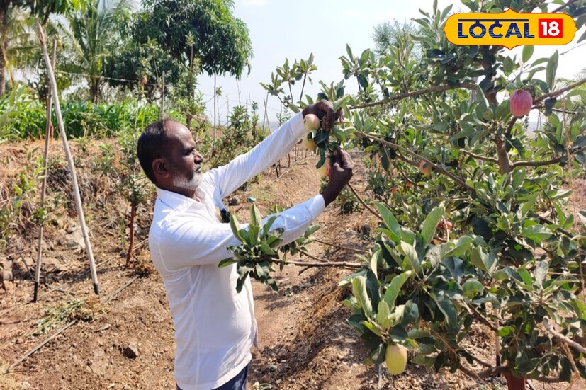 त्यामुळे या सफरचंदाच्या लागवडीतून महिन्याला 50 ते 60 हजार रुपयांचे उत्पादन त्यांना होत आहे. तर वार्षिक 6 ते साडेसात लाख रुपयांचे उत्पादन होत असल्याचे जालिंदर दडस यांनी सांगितले.