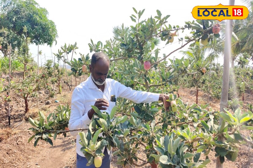  मात्र या दुष्काळी भागात एक एकरमध्ये सफरचंदाची लागवड केल्याने पुढील काळात युवा वर्ग देखील सफरचंदाची शेती कडे वळू शकतो. मी युट्युबवर सफरचंदच्या शेतीची लागवड दुष्काळी भागात करता हे पहिले आणि त्यानंतर मला माहिती मिळाली. यानंतर मी सफरचंदाची शेती करण्याचा निर्णय घेतला, असंही जालिंदर दडस यांनी सांगितले.