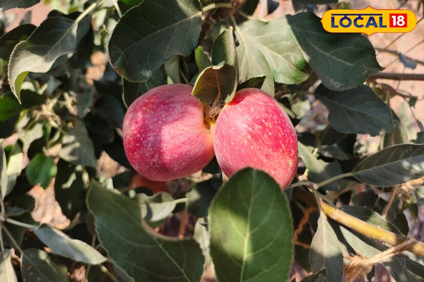 एका एकरामध्ये चार जातींच्या 500 हून अधिक झाडांची लागवड त्यांनी केली. त्यांच्या एका झाडाला दीडशे किलो माल तयार तयार होत आहे. 