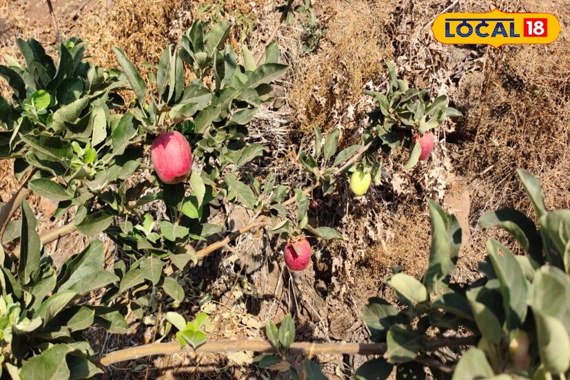 सफरचंदाच्या पिकाला सेंद्रिय पद्धतीने शेणखताचा वापर मोठ्या प्रमाणावर केला तर फळाला चांगली गोडी येते. वेळच्या वेळी स्प्रेची फावरणी करणे गरजेचे असते. दुष्काळी भागातील शेतकरी हे कायम डाळिंब शेती वर भर देतात.