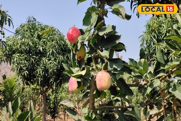 दुष्काळी भागातील शेतकऱ्यानं यशस्वी केला सफरचंदाच्या शेतीचा प्रयोग; लाखोंची कमाई दुष्काळी भागातील शेतकऱ्यानं यशस्वी केला सफरचंदाच्या शेतीचा प्रयोग; लाखोंची कमाई