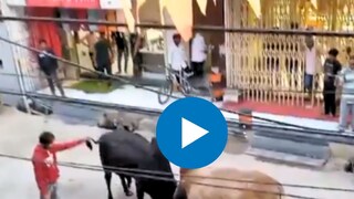 ..दोन बैलांच्या भांडणात घुसला आणि पुढच्याच क्षणी नको ते घडलं!