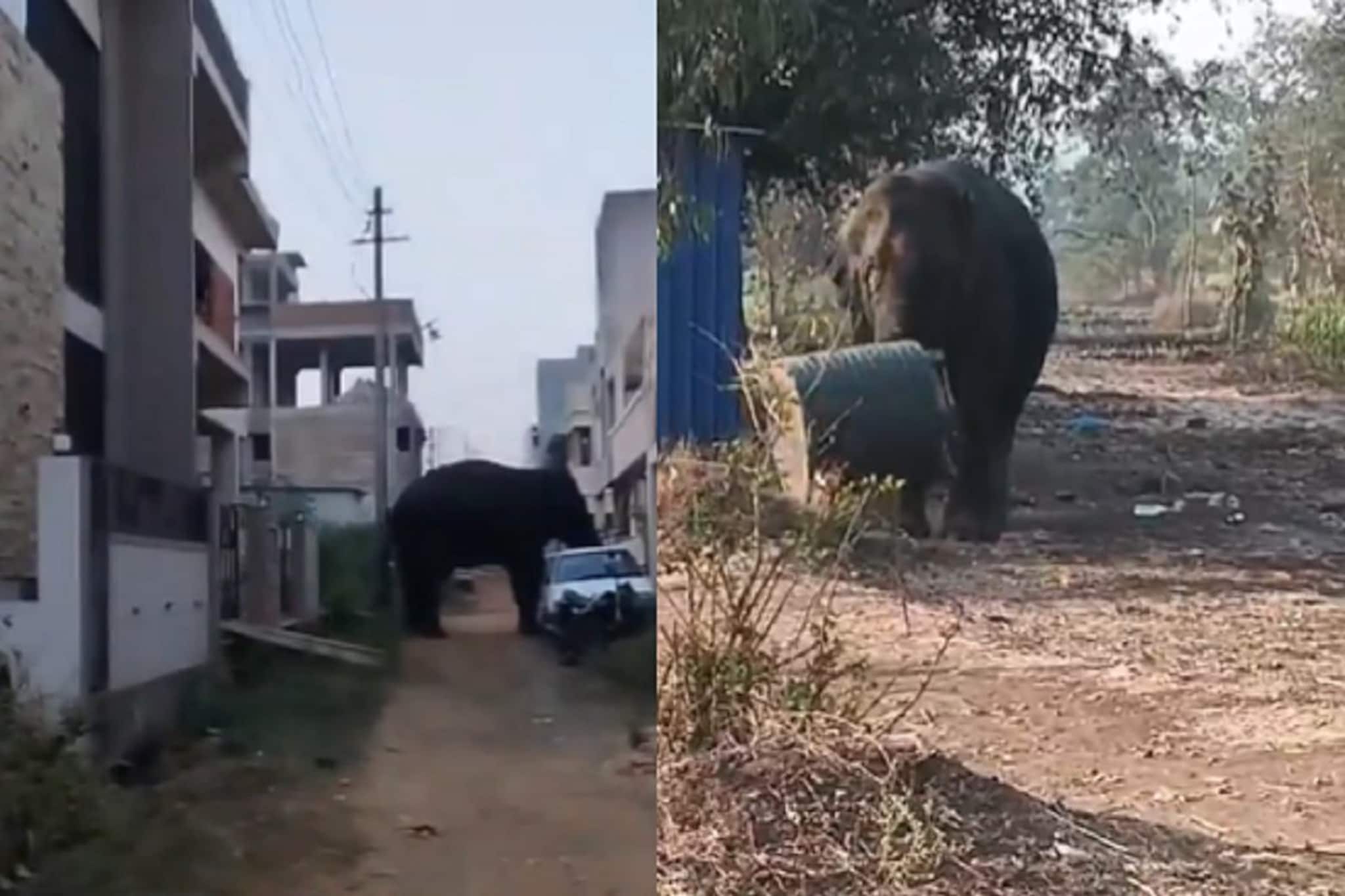 तहानेनं व्याकूळ हत्ती पोहोचला गावात, पाणी मिळालं नाही म्हणून काय केलं पाहा VIDEO