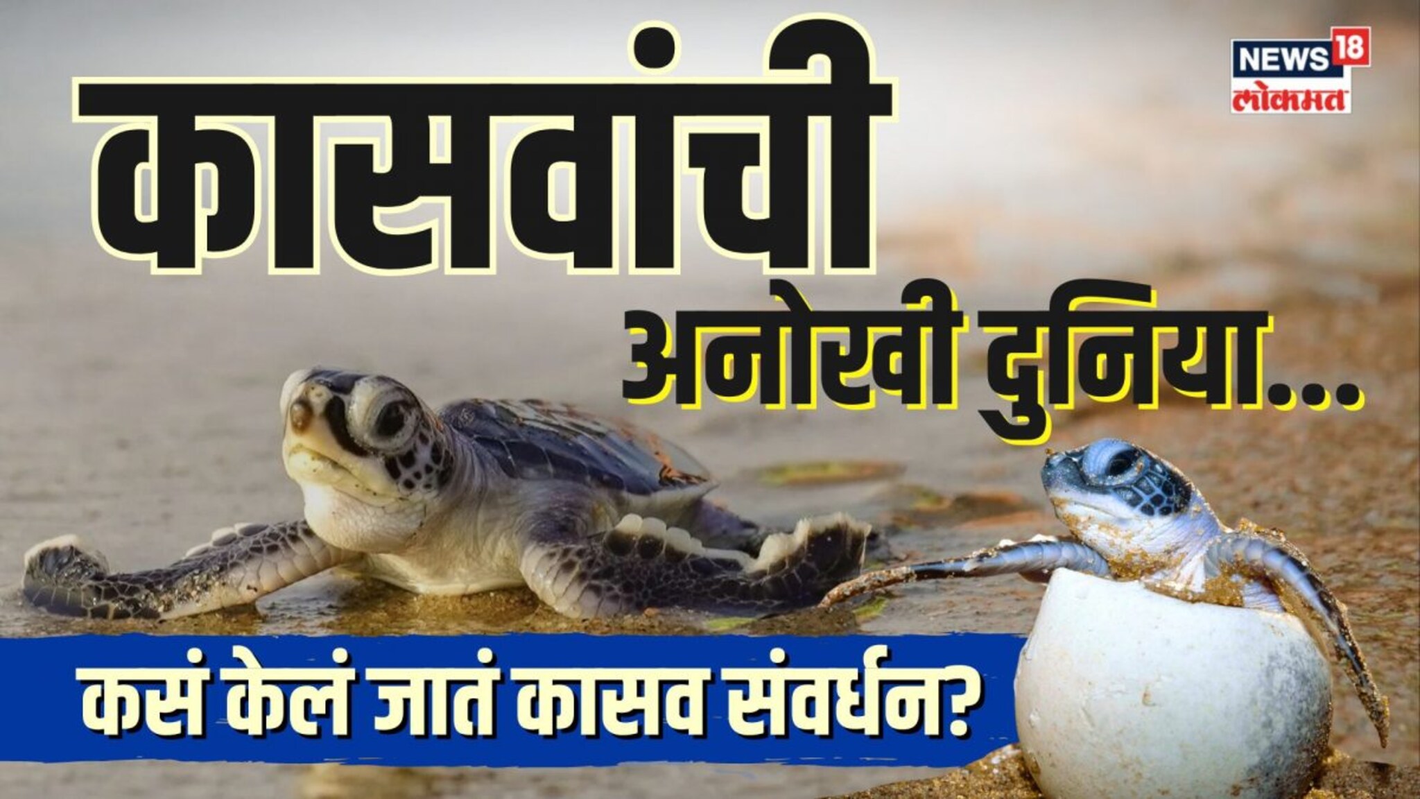 कासवांची अनोखी दुनिया! कशी राबवली जाते कासव संवंर्धन मोहीम? | N18V