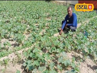 शेतकरी सक्सेस स्टोरी शेतकरी सक्सेस स्टोरी