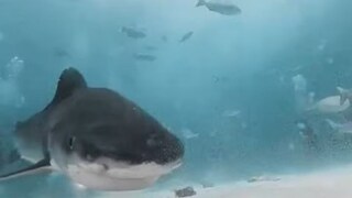 शार्कने कॅमेरा गिळल्यानंतर...