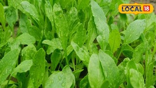 आठवड्यातून 2 ते 3 वेळाच ही भाजी खावी. आठवड्यातून 2 ते 3 वेळाच ही भाजी खावी.