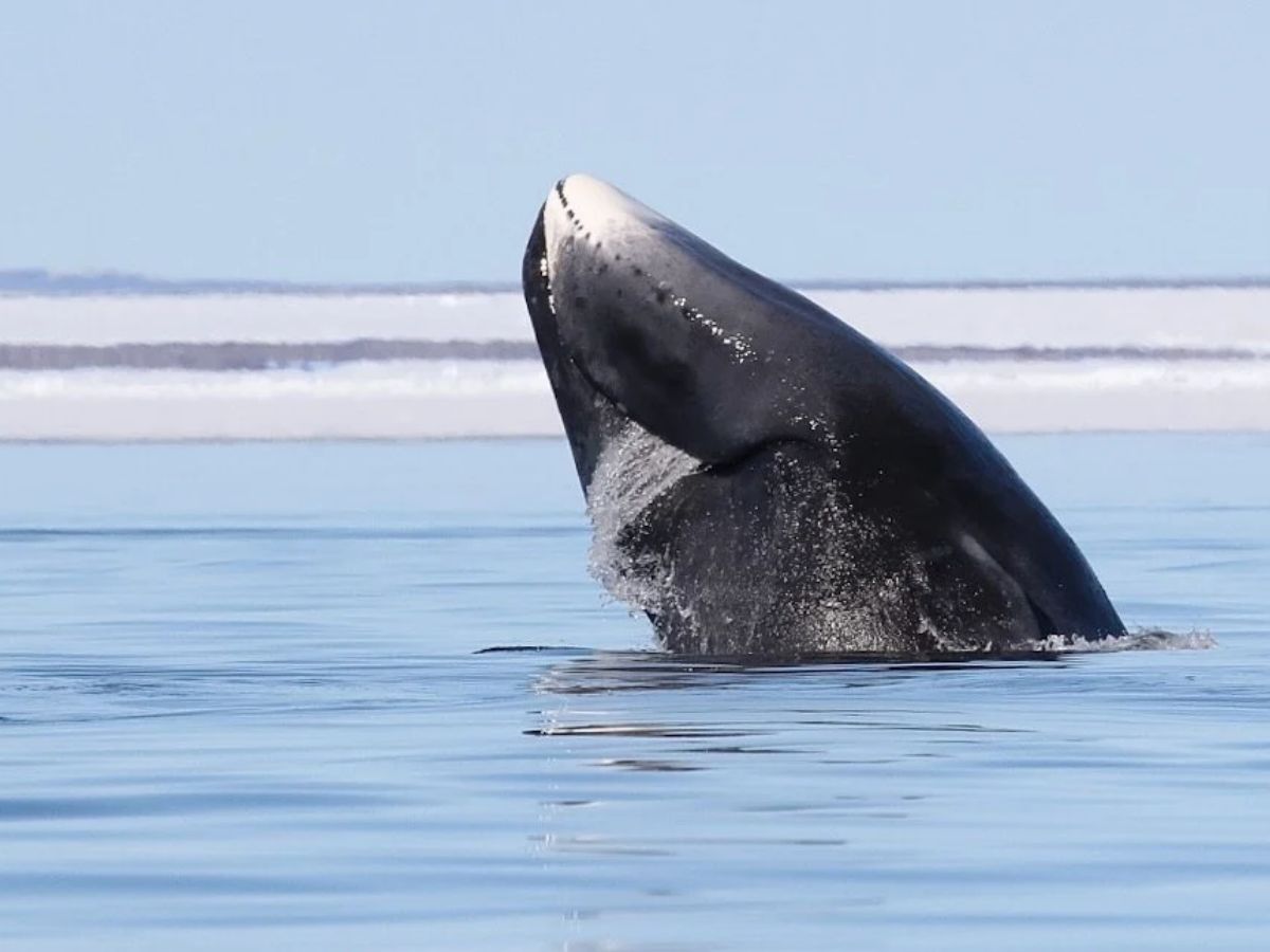 100 वर्षापेक्षाही जास्त जगतात हे जीव, एकाला तर अमर होण्याचं वरदान