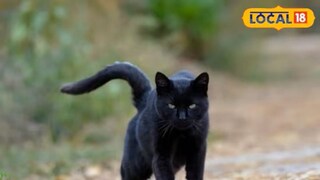 प्रतिकात्मक फोटो