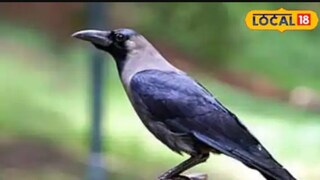 कावळा (फाईल फोटो) कावळा (फाईल फोटो)