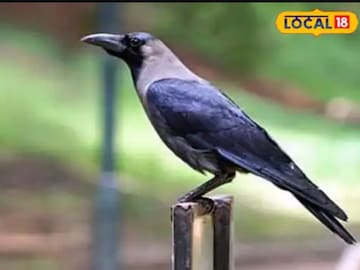 कावळा (फाईल फोटो)
