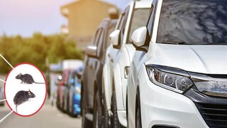 कारमधून उंदीर कसे पळवायचे? जाणून घ्या टिप्स 